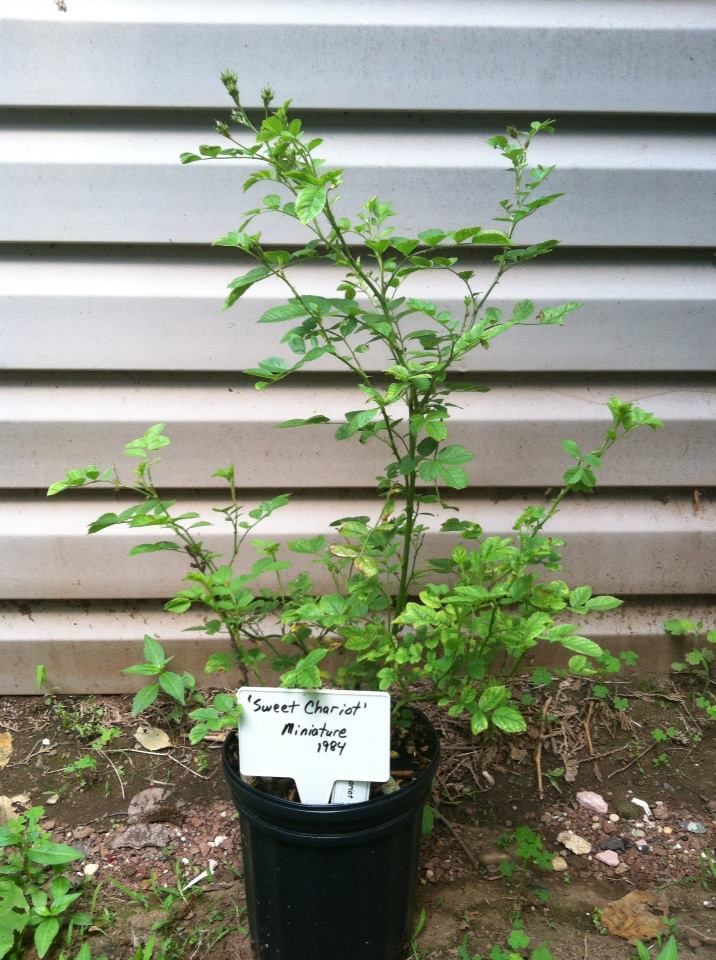  photo Sweet_Chariot_June_2nd_2013_zps01a9b083.jpg